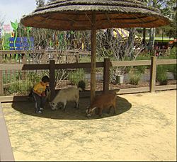 Happy Hollow Park & Zoo Petting Area