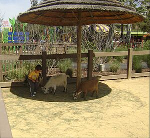 Happy Hollow Park & Zoo Petting Area