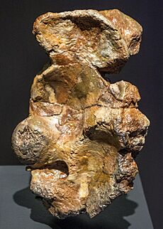 Hatzegopteryx thambema wrist bone cast - Pterosaurs Flight in the Age of Dinosaurs
