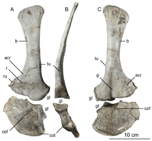 Holotype left scapula and coracoid of Sarahsaurus