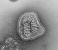 Influenza virus particle 8430 lores