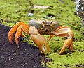 Johngarthia lagostoma yellow crop