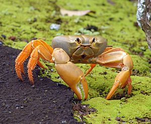 A crab with a smooth, rounded, greyish body is held up on orange-yellow legs. The crab is standing on a gully of moss beside some tarmac.