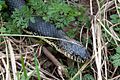 Kaldari Lampropeltis getula 01