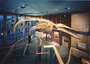 Kobo is the skeleton of a juvenile blue whale