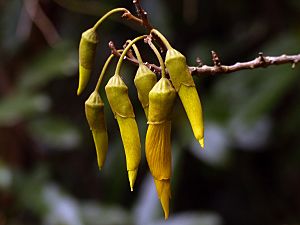 kowhai