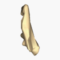 Left lacrimal bone - close-up - animation