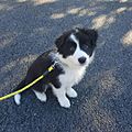 Male Border Collie Puppy On First Walk