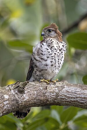 Mauritius kestrel (Falco punctatus)