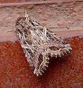 Mediterranean Brocade .Spodoptera littoralis. Noctuidae - Flickr - gailhampshire