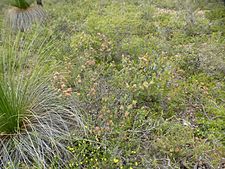 Melaleuca holosericea (habit)