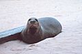 MonachusSchauinslandi