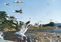 Morro Bay California seagulls