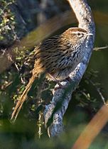 New Zealand Fernbird - Okarito, New Zealand