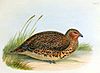 New Zealand quail