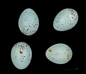 Oenanthe hispanica MHNT 232 HdB Messaad Algérie
