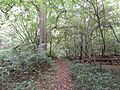 Old Park Wood path