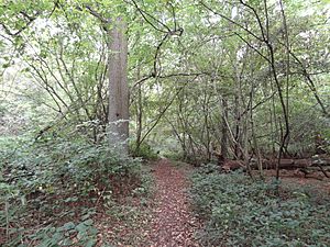 Old Park Wood path.jpg