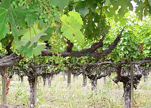 Old vine cabernet