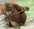 Orangutan using precision grip