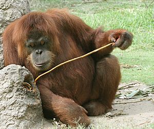 Orangutan using precision grip.jpg