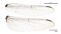 Orthetrum balteatum female wings (35019918386)