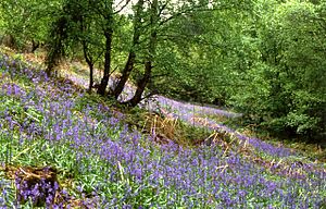 Outwoods - geograph.org.uk - 321821