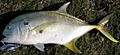 Pacific crevalle jack Mexico 2