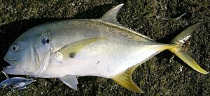 Pacific crevalle jack Mexico 2.jpg