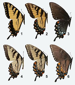 Papilio glaucus adults, MM