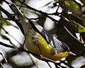 Parula pitiayumi PITIAYUMI