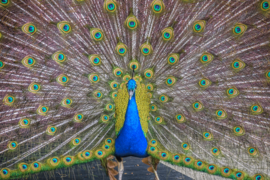 Peacock in Dublin Zoo