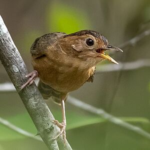 Brown-capped babbler Facts for Kids