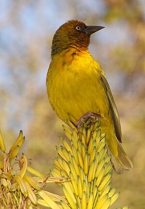 Ploceus capensis -Johannesburg, South Africa -male-8.jpg