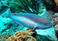 Princess-parrotfish.png