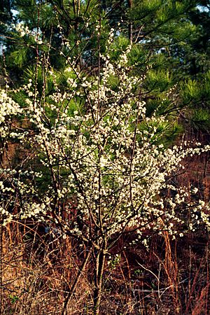 Prunus umbellata UGA1120566.jpg