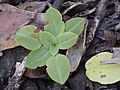 Pterostylis leptochila rosette