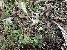 Pterostylis truncata (leaves)