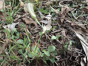 Pterostylis truncata (leaves)