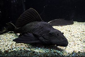Pterygoplichthys gibbiceps in Botanic garden Teplice (1).JPG