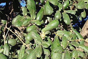 Quercus rugosa (detail)