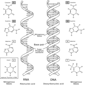 RNA-comparedto-DNA thymineAndUracilCorrected