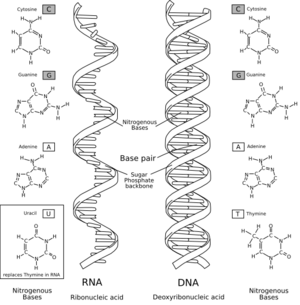 RNA-comparedto-DNA thymineAndUracilCorrected