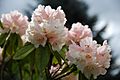 Rhododendron 'Tilly Aston'