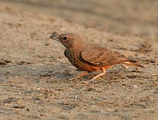 Rufous-tailed Lark (Ammomanes phoenicurus) in Kawal WS, AP W IMG 1985