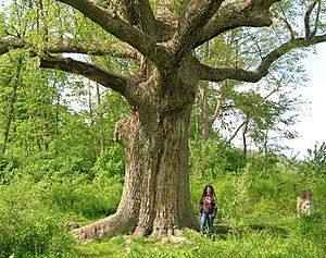 Sacred Oak, Oley Township, Pennsylvania (May 2014)