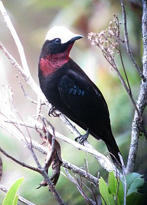 Sericossypha albocristata Pollo de monte White-capped Tanager (11198141456).jpg