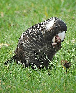 Short Billed Black Cockatoo Feeding