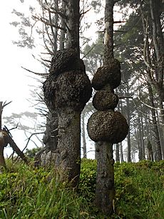 Sitka spruce tumors, Olympic National Park