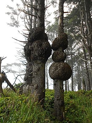 Sitka spruce tumors, Olympic National Park